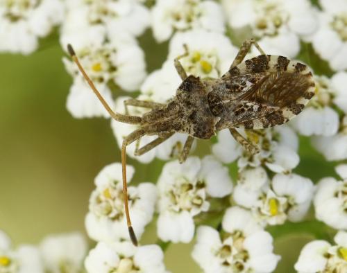 Réf. 284 097 : Centrocoris spiniger